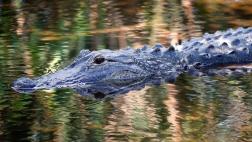 EE.UU.: ¿Por qué aumentaron los ataques de caimanes en Florida?