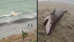 ¿Por qué un tiburón y una ballena vararon en costas de Lima?