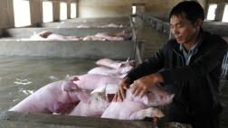 Tuvo que abandonar a sus cerdos por las inundaciones en China
