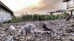 No más perros callejeros en Holanda
