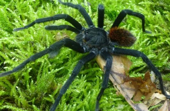 Nueva especie de tarántula bautizada en honor a García Márquez