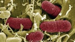 ¿Por qué debemos dejar entrar en casa a los microbios?