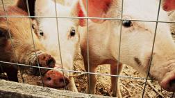 Veganismo, en defensa de los animales