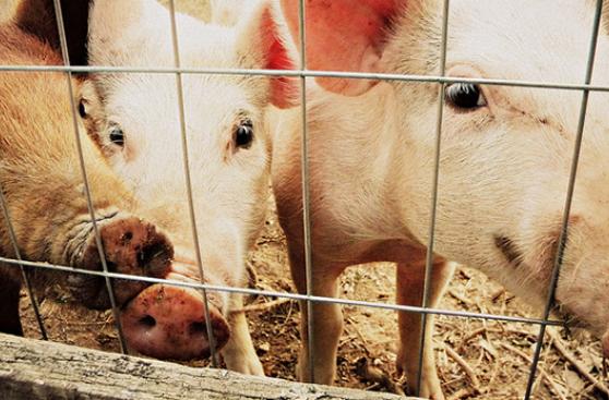 Veganismo, en defensa de los animales