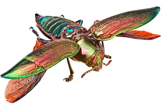 Los intensos y vibrantes colores que te muestra la naturaleza
