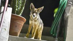 ¿Por qué hay coyotes merodeando por las calles de Los Ángeles?