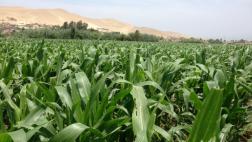 Los transgénicos y la biodiversidad