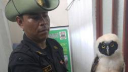 Iquitos: sujeto intentaba vender búho en peligro de extinción