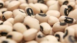 Exportación peruana de legumbres crecerá hasta 15% este año
