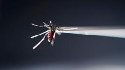 Extraño caso de contagio de zika en Utah sorprende a expertos