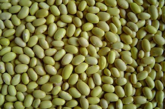 Frejoles peruanos tienen potencial para ser exportados a México