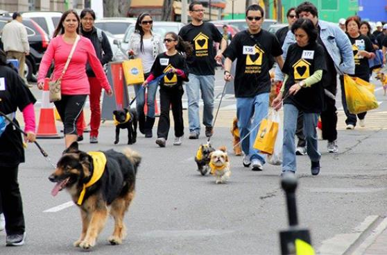 Hoy Perú celebra el Día del Perro