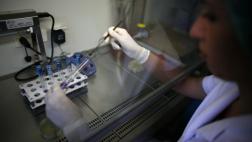 Las bacterias intestinales aparecieron antes que el ser humano