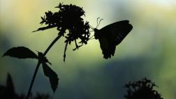 Las flores y las mariposas ya no aparecen a la misma vez