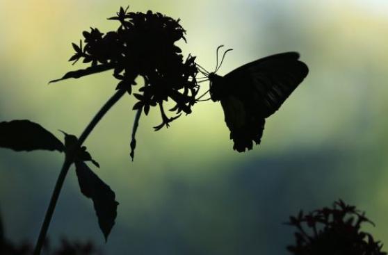 Las flores y las mariposas ya no aparecen a la misma vez