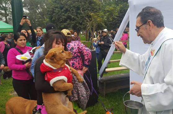 Se solidarizaron con perros sin hogar