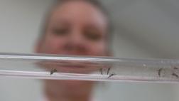 Hasta 1,65 millones de mujeres están en riesgo de contraer zika