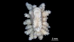 Hallan nueva especie de invertebrado marino en la Antártida