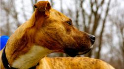 Víctima de ‘pitbull’ culpa a propietarios