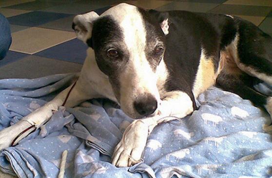 ¿Cómo combatir el cáncer en mascotas?