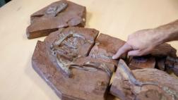 Rayos X superpotentes revelan el esqueleto de un dinosaurio