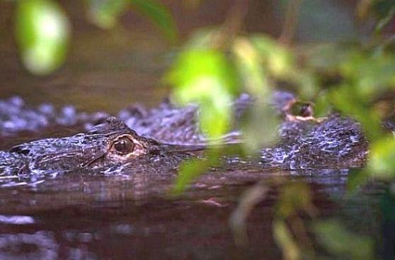El pujante negocio de criar cocodrilos en México