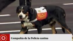 Parada Militar: mascota de PPK lideró desfile de policía canina