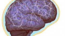 Los misteriosos vasos linfáticos que hallaron en el cerebro