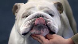 La genética del bulldog inglés está en un punto de quiebre