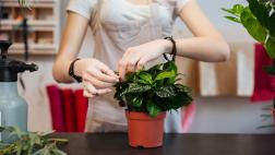 Siete consejos sencillos para mantener hermosas tus plantas