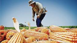 Costos de importación de semillas se podrían elevar hasta 10%