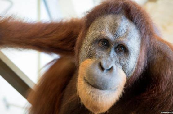 El orangután que sabe pronunciar la A como los humanos