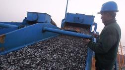 Crecen los envíos de harina y aceite de pescado a junio