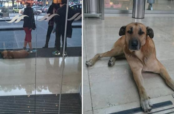 Azafata alemana adopta perro callejero argentino