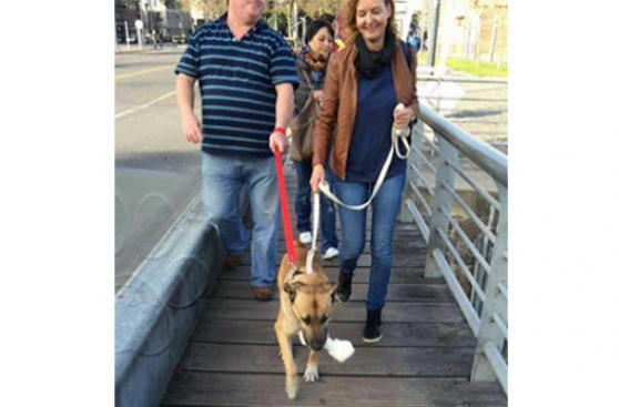 Azafata alemana adopta perro callejero argentino