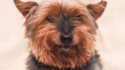 La trágica y violenta muerte del perro más viejo de Inglaterra