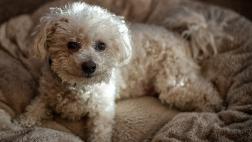 ¿Sabes qué hay en la cama de tu perro?