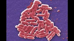 Estudio vincula calentamiento global con más infecciones
