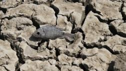 Escasez de peces en lago de África se debe al cambio climático