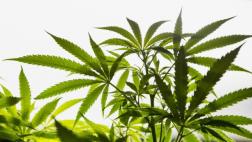 EE.UU. mantiene a la marihuana en la lista drogas peligrosas