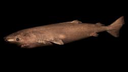 Tiburones de Groenlandia pueden vivir hasta 400 años