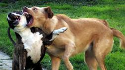 Qué hacer en una pelea de perros