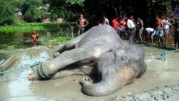 La triste historia del elefante arrastrado por las inundaciones