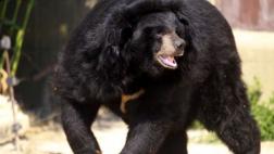 Japón: Empleada de un parque safari muere atacada por un oso