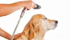 Cómo acicalar a tu perro en casa