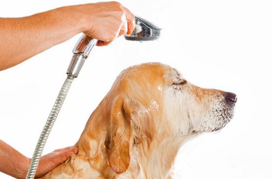 Cómo acicalar a tu perro en casa