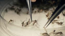 El zika podría también afectar el cerebro de los adultos