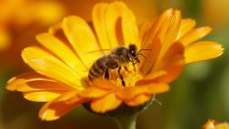 Las abejas de la Isla de Pascua están libres de patógenos