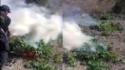 Incineran 6 mil plantones de marihuana en Andahuaylas