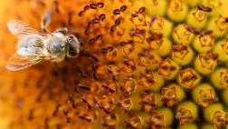 ¿Qué animal tiene la peor picadura?